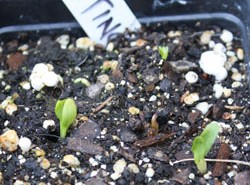 Rubia tinctoria germination